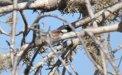 Calicalicus madagascariensis