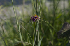 Tragopogon coelesyriacus