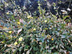 Chrysojasminum humile