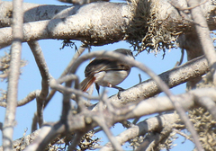Calicalicus madagascariensis