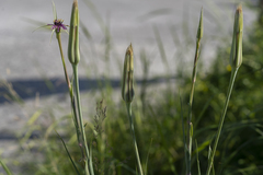 Tragopogon coelesyriacus