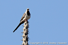 Oena capensis aliena