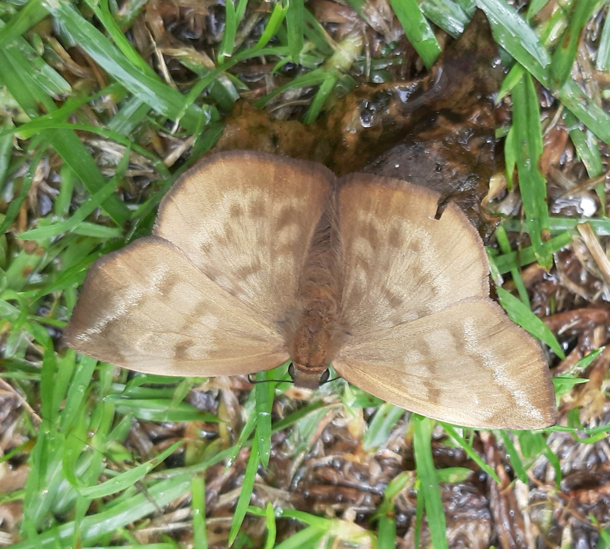 Achlyodes pallida image