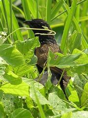 Centropus bengalensis