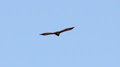 Buteo brachypterus