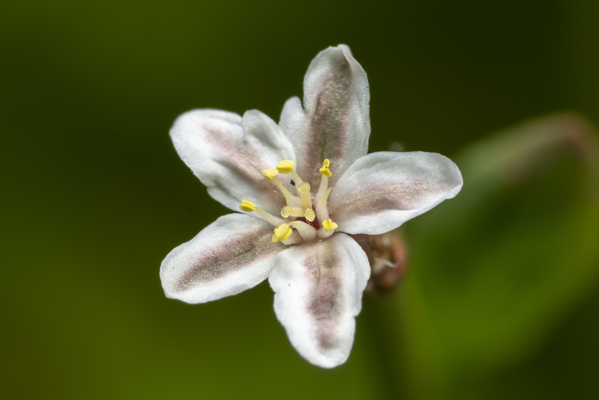 Polygonum equisetiforme