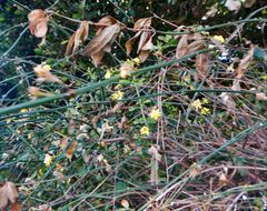 Chrysojasminum humile