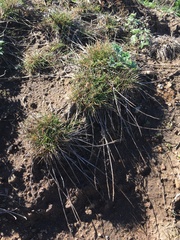 Agrostis blasdalei