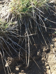 Agrostis blasdalei