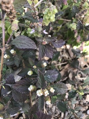 Lippia dulcis