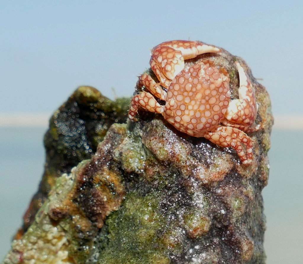 spotted porcelain crab