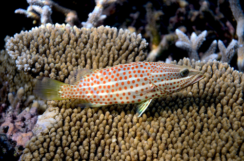Slender Grouper — seen at this dive site