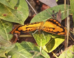 Byblia anvatara anvatara