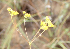 Annesorhizeae
