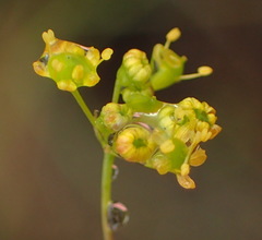 Annesorhizeae