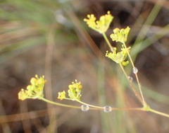 Annesorhizeae