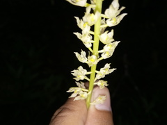 Stachysanthes