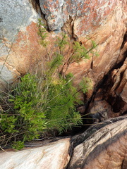 Notobubon tenuifolium