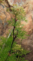Notobubon tenuifolium