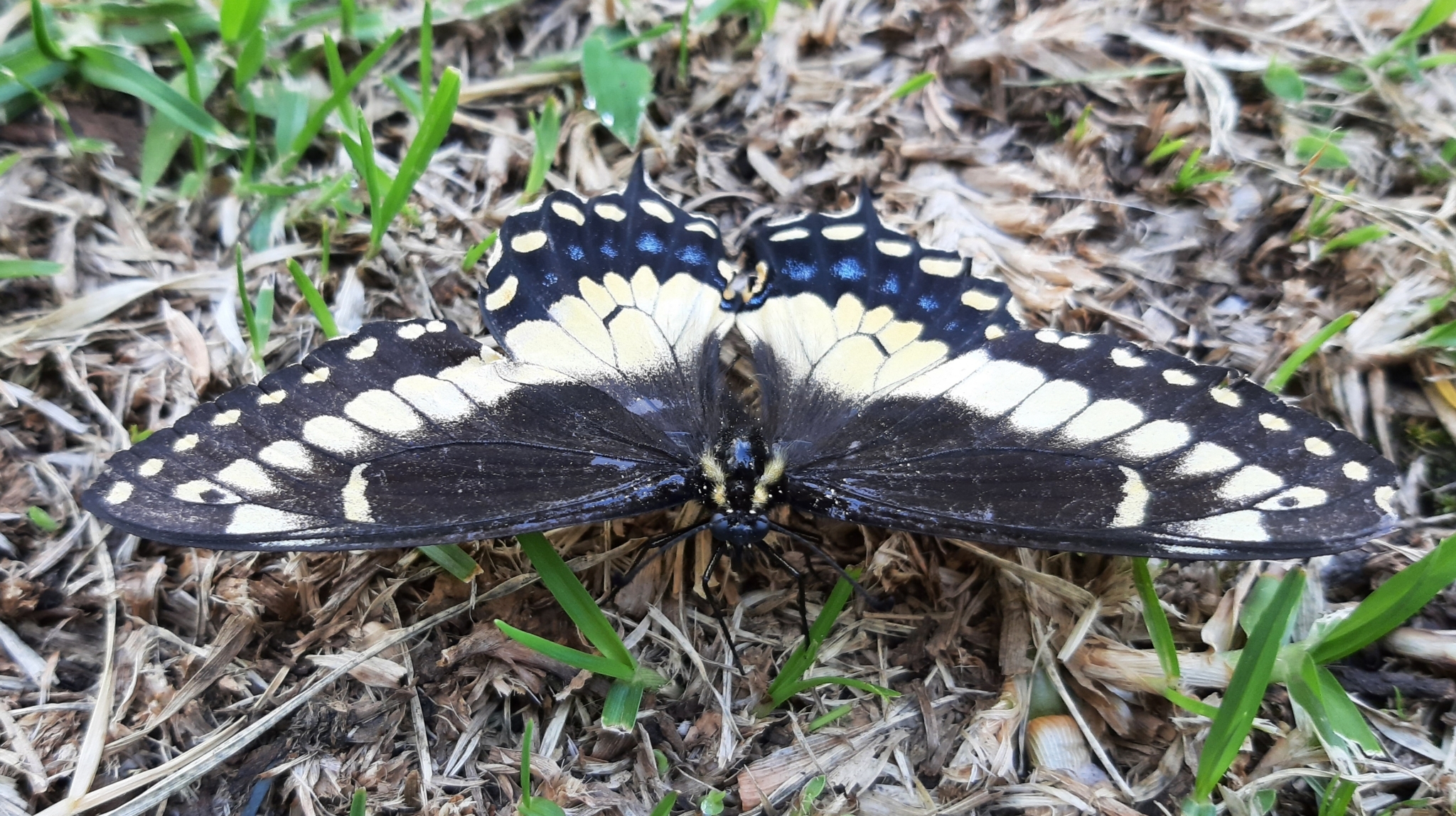 Papilio polyxenes image