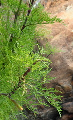 Notobubon tenuifolium