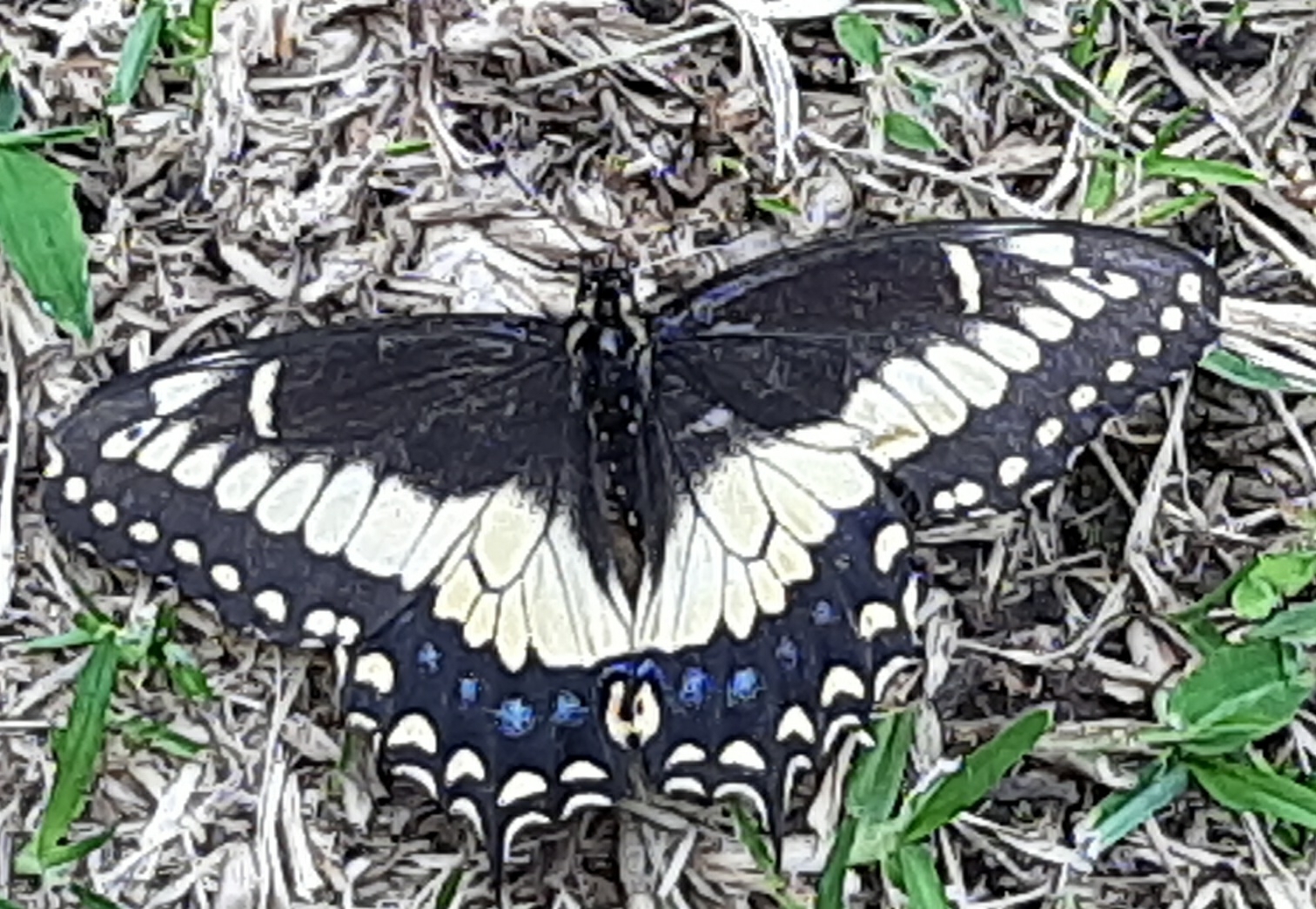 Papilio polyxenes image