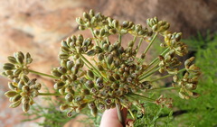 Notobubon tenuifolium