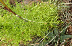 Notobubon tenuifolium