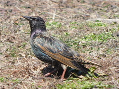 Sturnus vulgaris