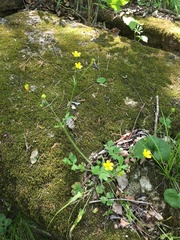Ranunculus hispidus hispidus