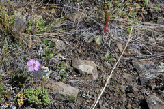 Dracocephalum palmatum