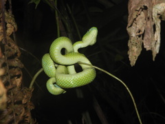 Bothriechis guifarroi