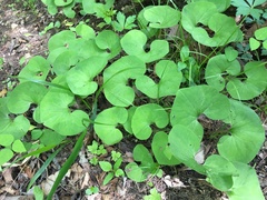 Asarum canadense reflexum