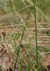 Luzula rufescens