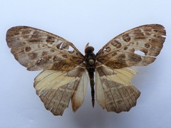 Catuna