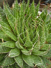 Aristaloe aristata