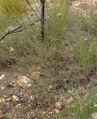 Ficinia anysbergensis