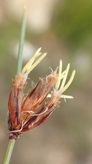 Ficinia anysbergensis