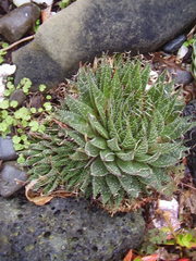 Aristaloe aristata