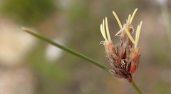 Ficinia anysbergensis