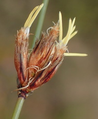 Ficinia anysbergensis