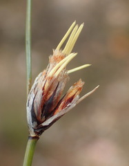 Ficinia anysbergensis