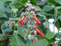 Salvia libanensis