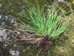 Carex timida