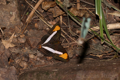 Adelpha epizygis
