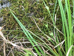 Carex timida