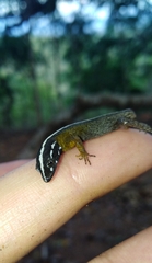 Gonatodes atricucullaris