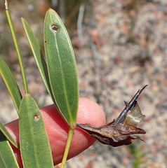 Rafnia racemosa
