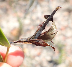 Rafnia racemosa