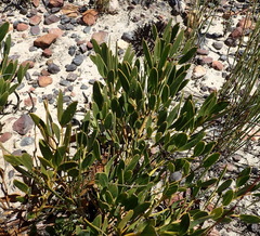 Rafnia racemosa